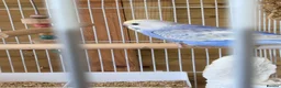 Budgerigars birds for sale: Baby Boy Rainbow Budgie - Advert 2