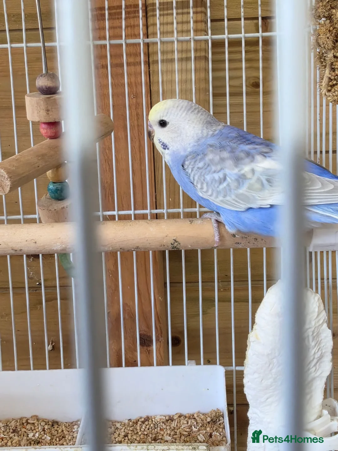 Budgerigars birds for sale: Baby Boy Rainbow Budgie - Advert 2