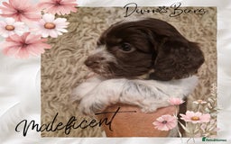 Cockapoo dogs for sale: 5*Licenced. DNA tested English cockerpoos. - Image 10