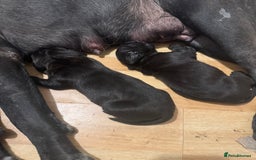 Cane Corso dogs for sale: Champion bloodline cane corso puppys - Image 7