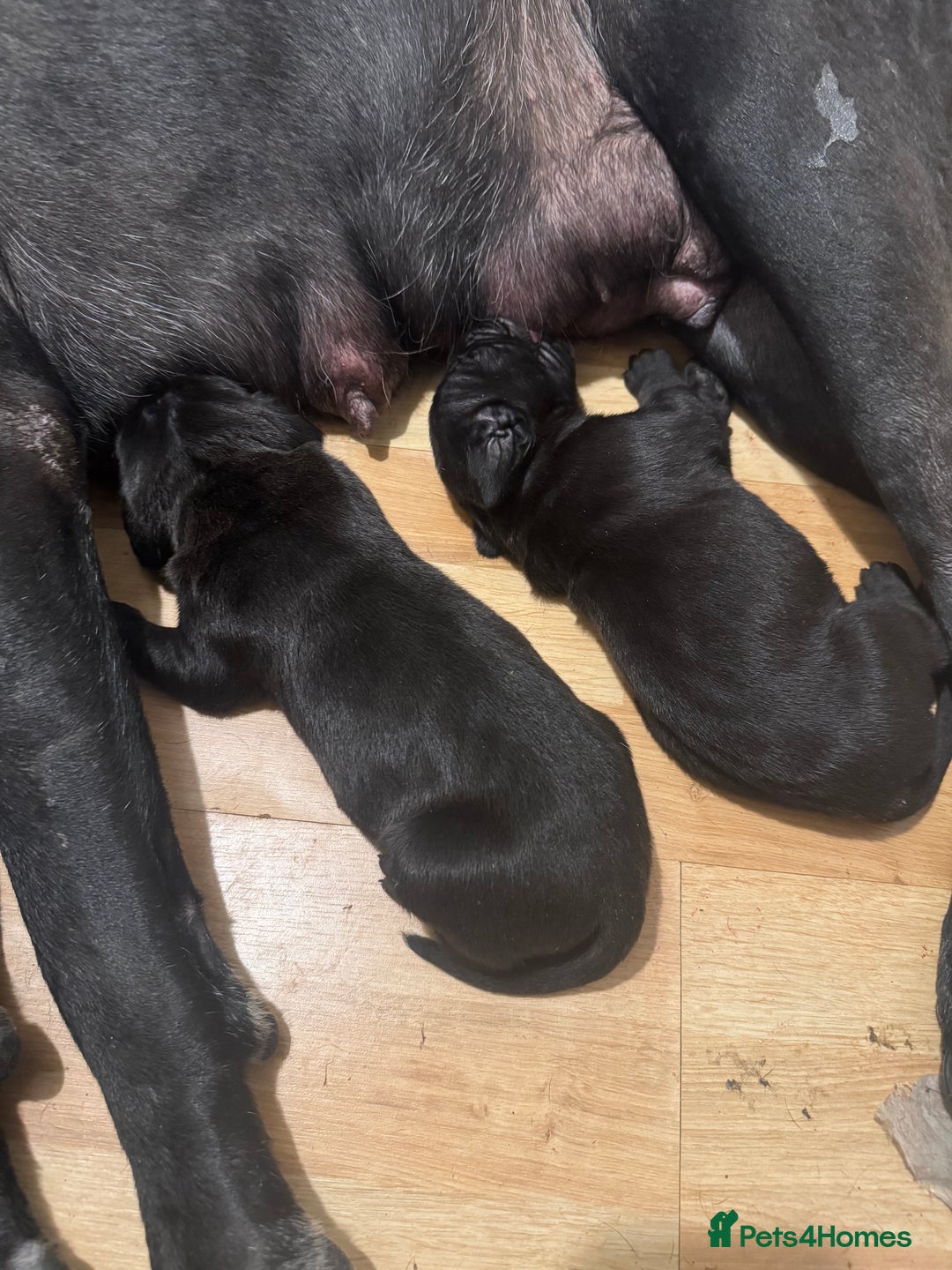 Cane Corso dogs for sale: Champion bloodline cane corso puppys - Image 7