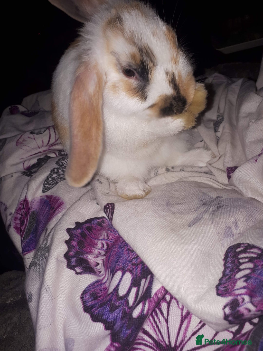 English Lop rabbits for sale: Rabbit  - Advert 4