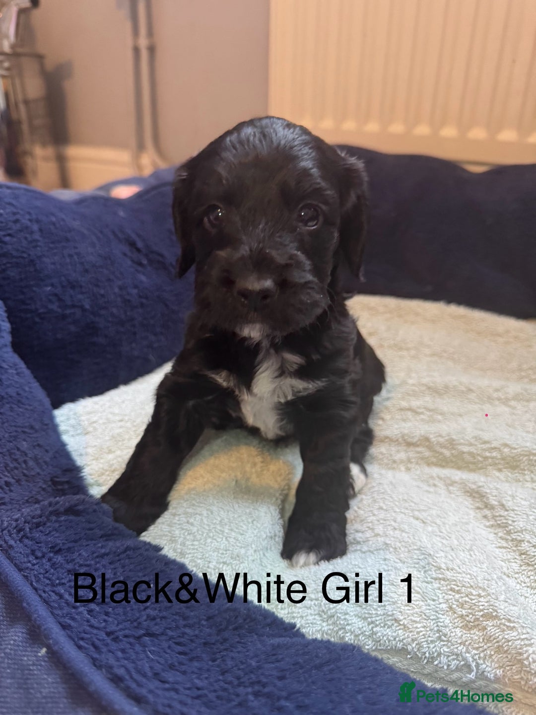 Cockapoo dogs for sale: Cockapoo puppies - Image 5