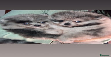 Pomeranian dogs - Advert 2