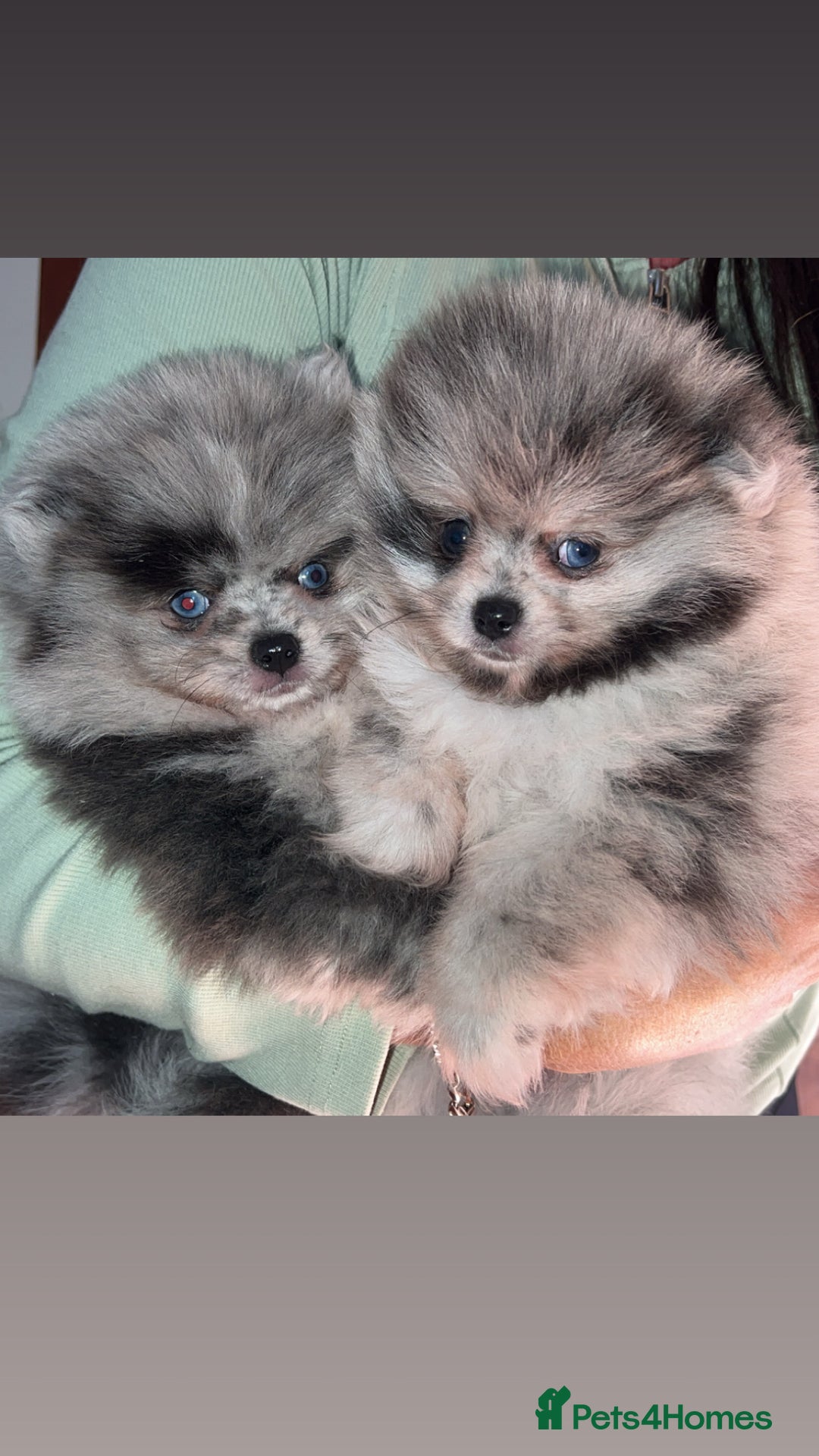 Pomeranian dogs for sale: ‼️💙QUALITY TEDDY BEAR MEARLE POMERANIAN💙 ‼️ - Image 4