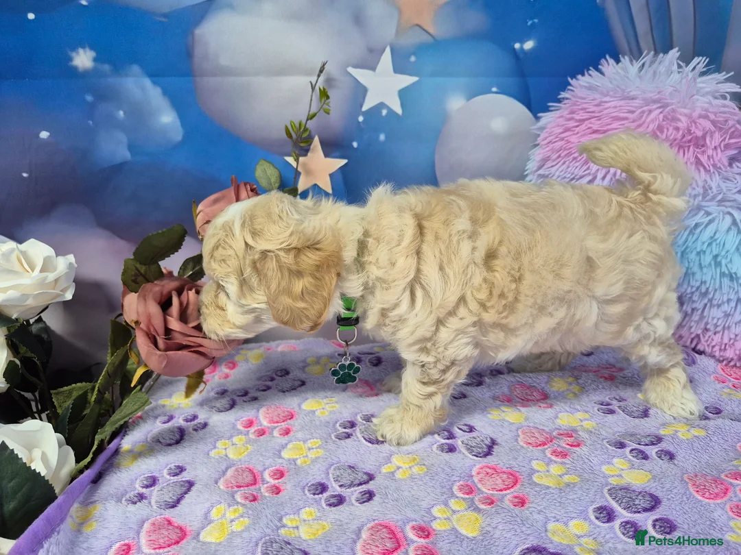 Maltipoo dogs for sale: Stunning Toy F1 Apricot & Cream maltipoo's - Advert 24