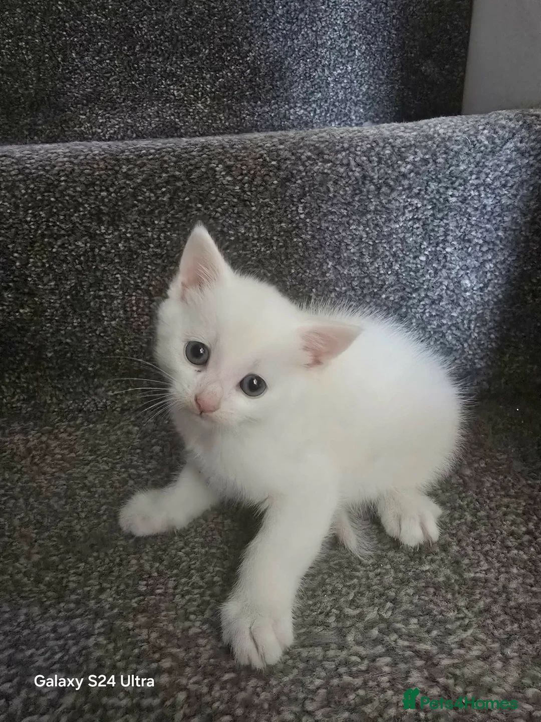 Khao Manee cats for sale: Khao Manee kittens for sale - Advert 2