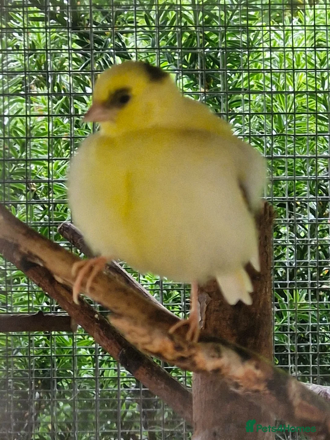 Canaries birds for sale: Beautiful Fife Canaries for sale in King's Lynn - Advert 4