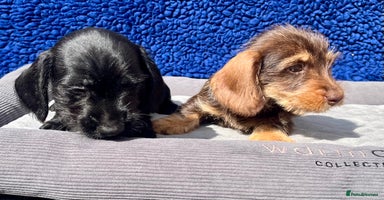 Miniature Dachshund dogs - Advert 16
