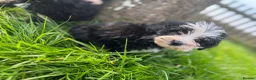 Sheepadoodle dogs for sale: Micro mini Sheepadoodles 1 littlegirlleft - Advert 14