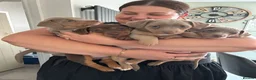 Jack Russell dogs for sale: Stunning miniature jack Russell puppy - Advert 26