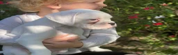 Boxer dogs for sale: 1 gorgeous pedigree white boxer male  - Advert 3