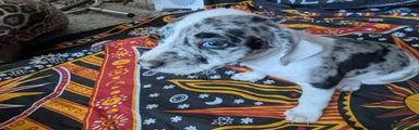 Mixed Breed Puppy 3