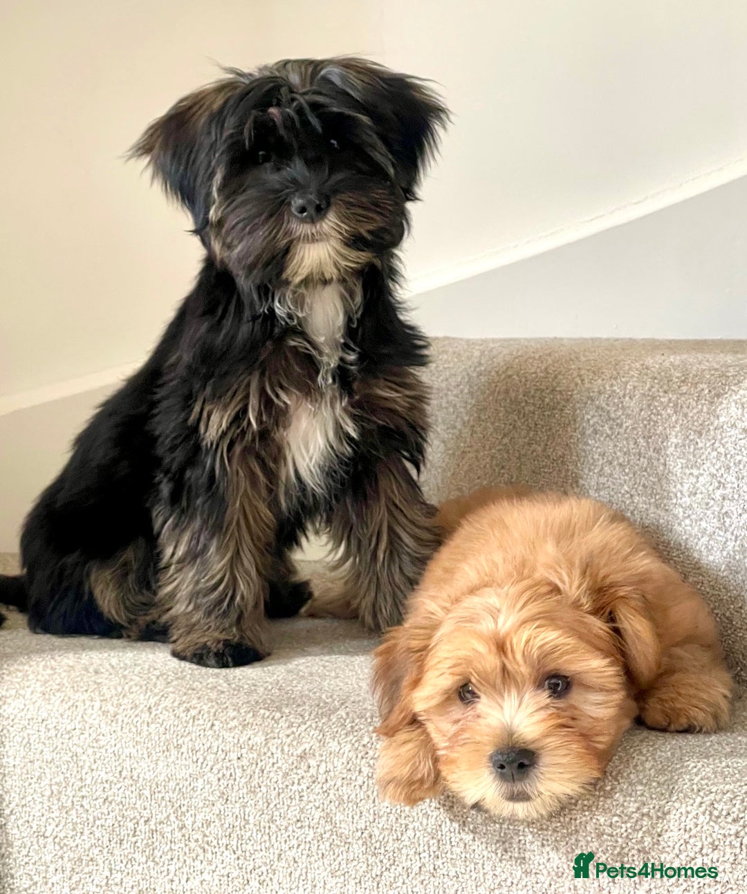 Shorkie dogs for stud: Licensed Breeder of Shorkies  - Image 2