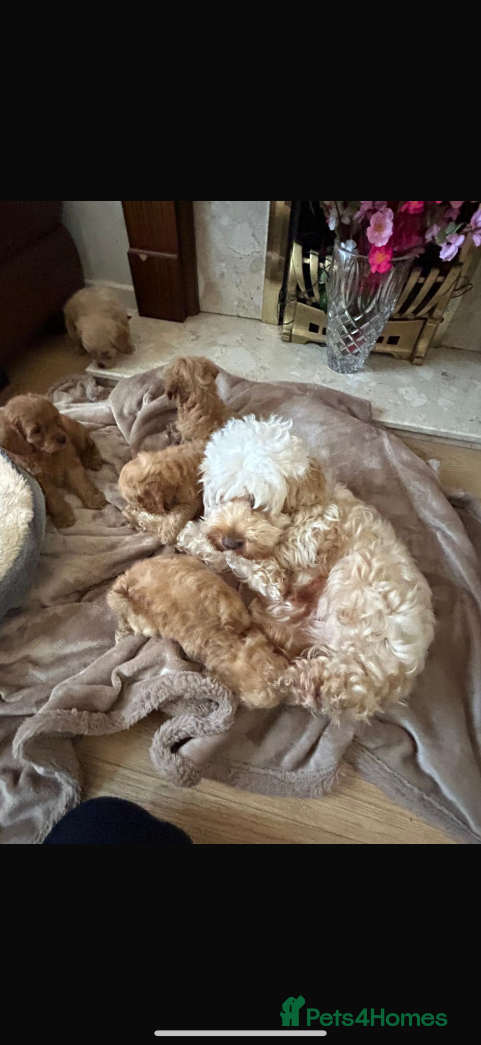 Cockapoo dogs for sale: Cockapoo puppies in Aberdeen - Advert 37