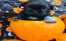 Shih Tzu dogs for sale: Shih tzu puppies for sale  - Image 6