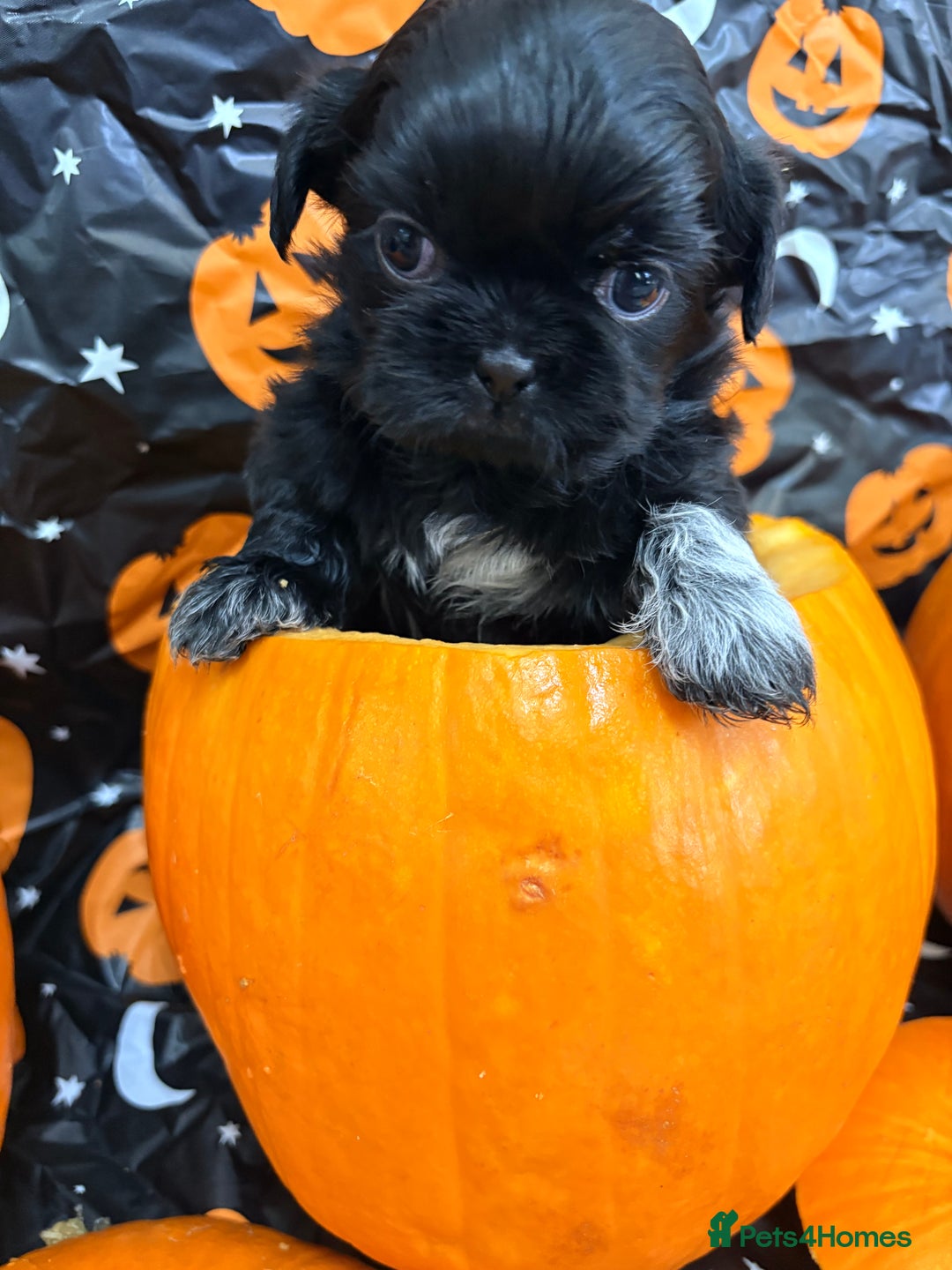 Shih Tzu dogs for sale: Shih tzu puppies for sale  - Image 6