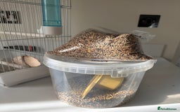 Canaries birds for sale: Canary Female & birdcage toys & food - Image 6