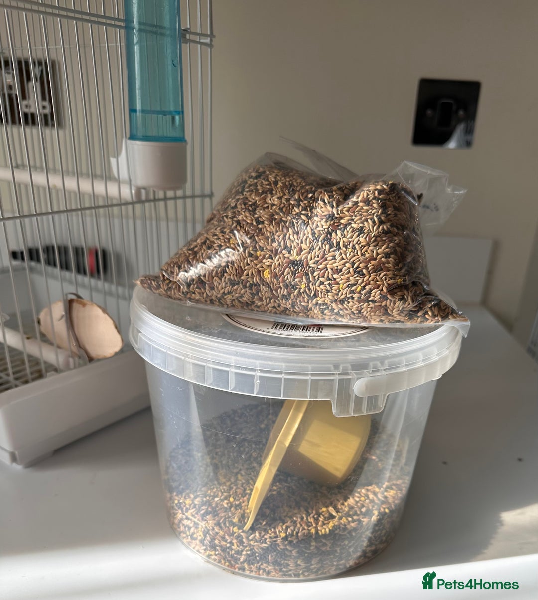 Canaries birds for sale: Canary Female & birdcage toys & food - Image 6