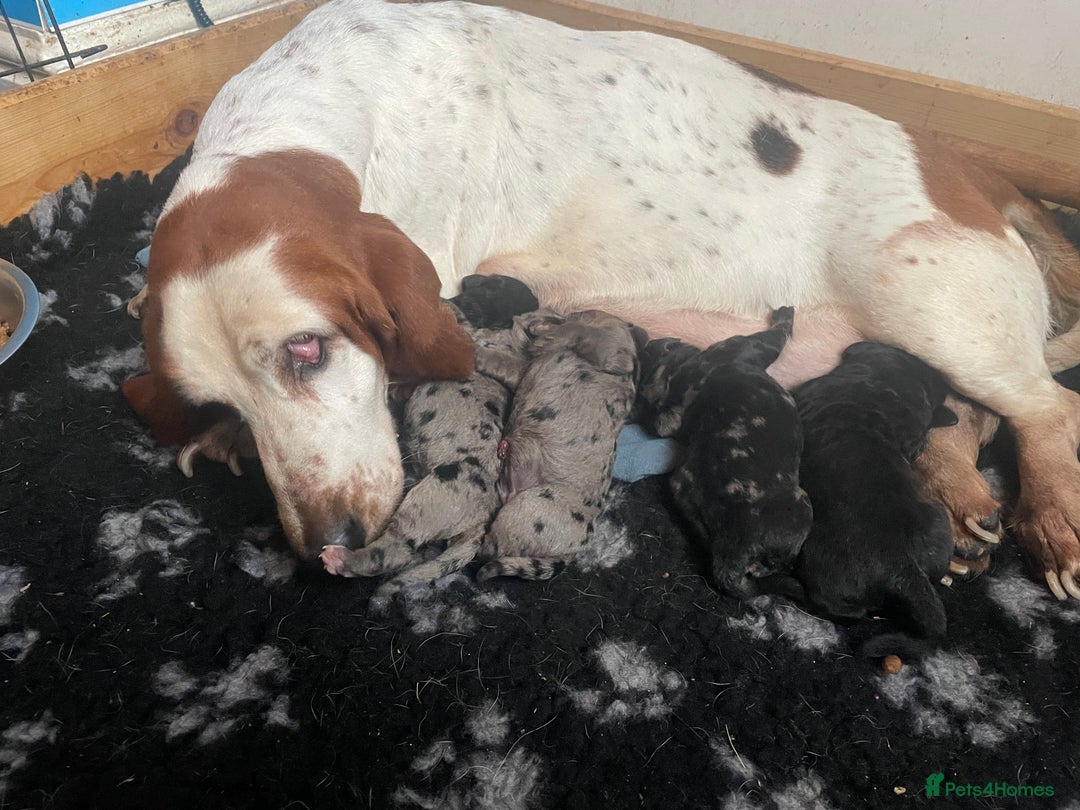 Mixed Breed dogs for sale: Beautiful bassoodle pups - Advert 1