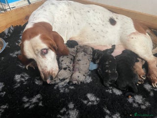 Mixed Breed dogs Beautiful bassoodle pups - Advert 1