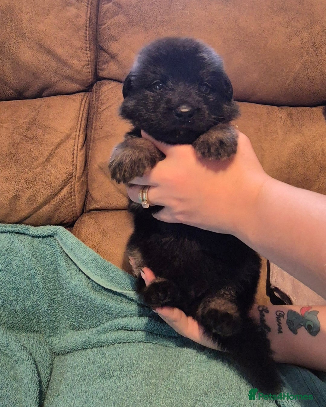 German Shepherd dogs for sale: KC German Shepherd Puppies Blue, White & Black/Tan - Image 40