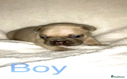 French Bulldog dogs for sale: 3 beautiful French bulldogs  - Image 6