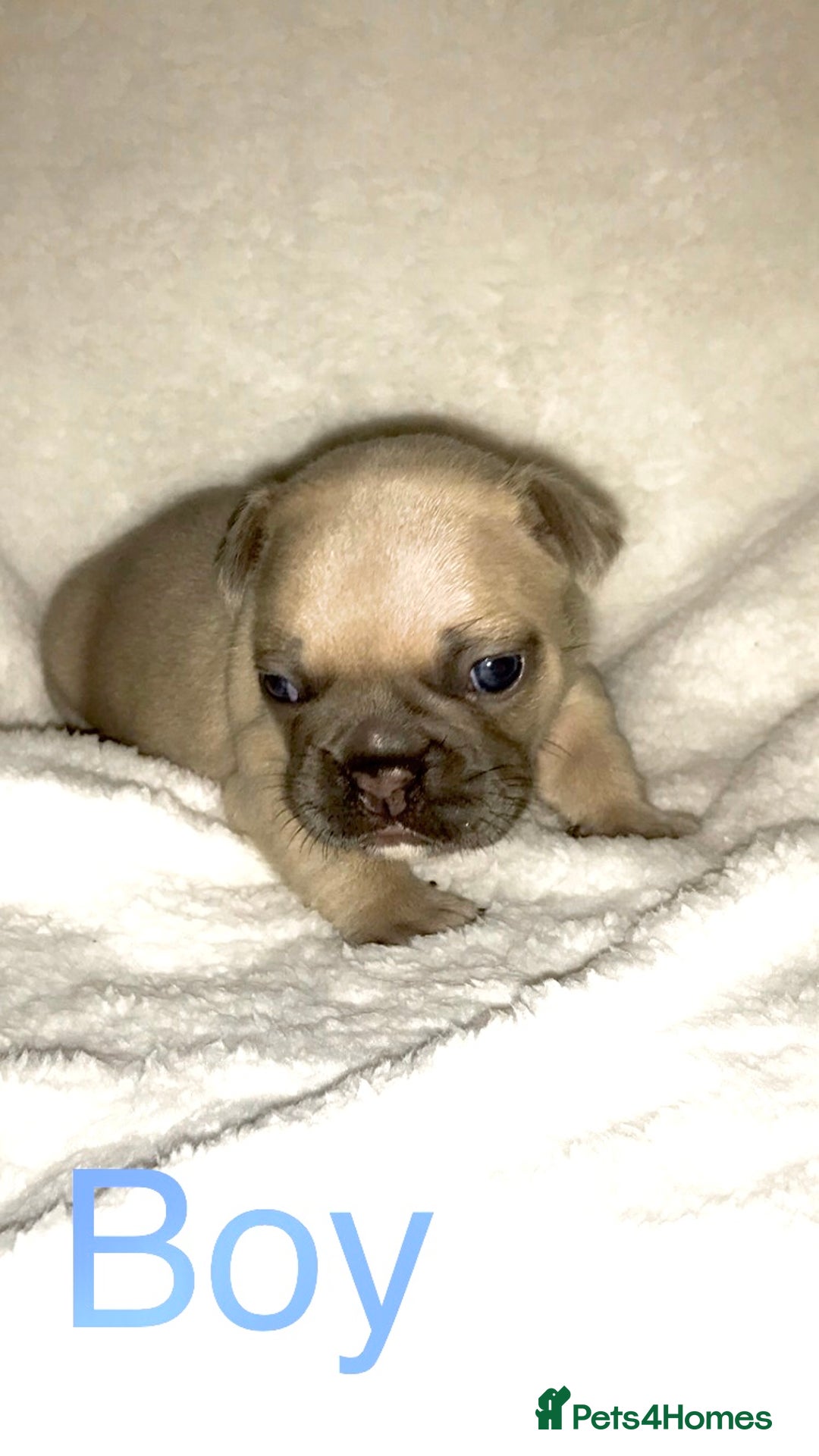 French Bulldog dogs for sale: 3 beautiful French bulldogs  - Image 6