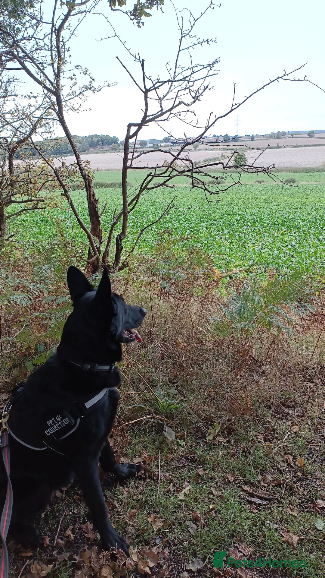 German Shepherd dogs for sale: Urgent Rehoming  - Advert 4