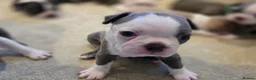 Boston Terrier dogs for sale: Health-Tested KC Registered Boston Terrier Puppies in Salford - Advert 24