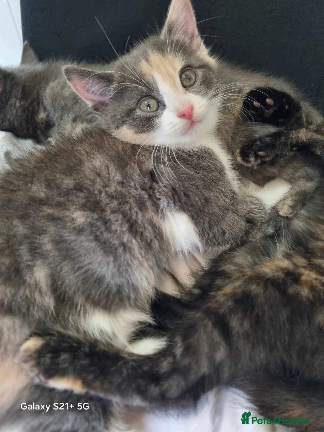 British Longhair cats for sale: Kittens for sale - Advert 2