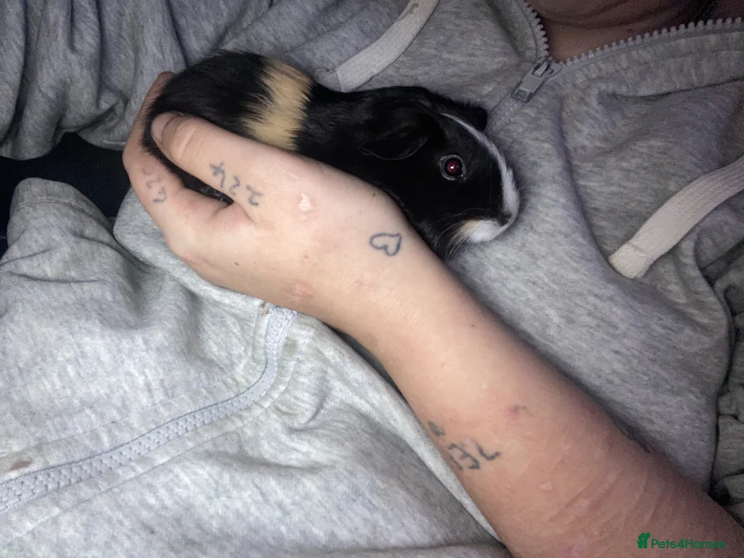 Guinea Pig rodents for sale: 4 male left - Advert 2