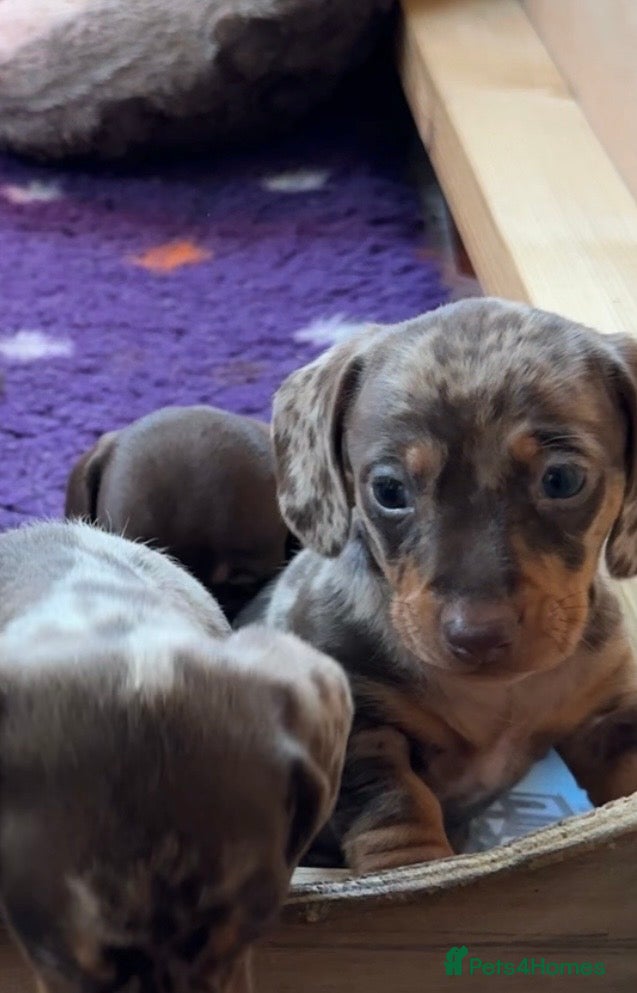 Miniature Dachshund dogs 1 Boy Champion Line KC Miniature Dachshund Puppy  - Advert 10