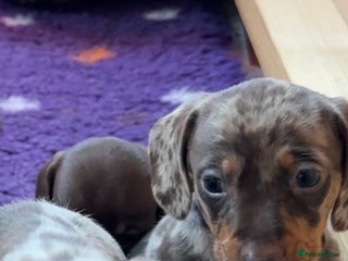 Miniature Dachshund dogs 1 Boy Champion Line KC Miniature Dachshund Puppy - Advert 10