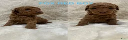 Cavapoochon dogs for sale: CAVAPOOCHON PUPPY GIRLS/BOYS HEALTH TESTED - Advert 15