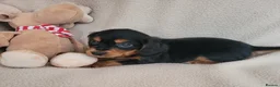 Cocker Spaniel dogs for sale: Small Health Tested Working Cocker Pups - Advert 4