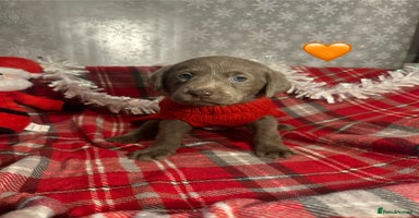 Labrador Retriever dogs KC silver labrador's - Advert 2