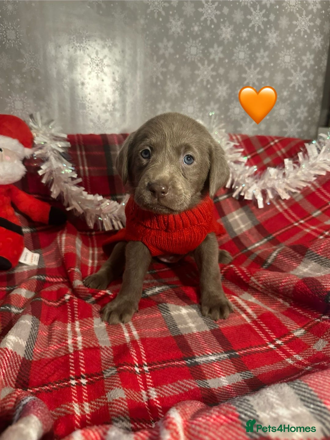 Labrador Retriever dogs for sale: !REDUCED! silver labrador's KC - Advert 2