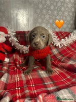 Labrador Retriever dogs KC silver labrador's - Advert 6