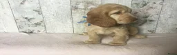 Cocker Spaniel dogs for sale: KC reg Cocker pups - Advert 16