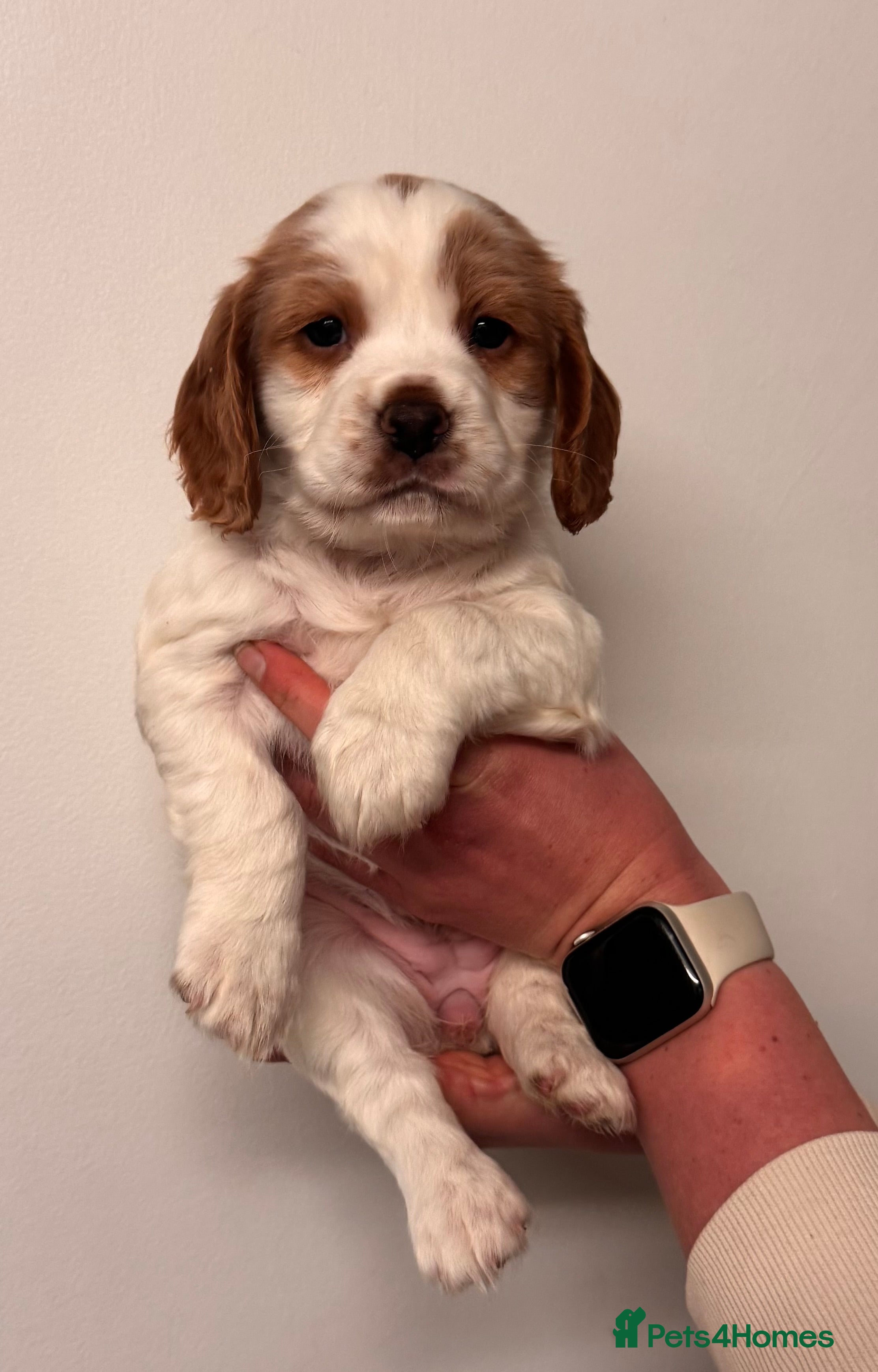 Sprocker dogs Sprocker spaniel puppies  - Advert 6