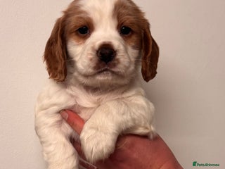 Sprocker dogs Sprocker spaniel puppies - Advert 2