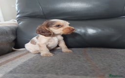 Cocker Spaniel dogs for sale: 8 beautiful kc reg show cocker puppy for sale - Image 6