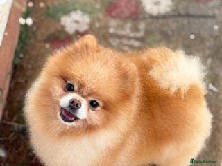 Pomeranian dogs 4 time Champion KC proven, 1,9kg 🏆 in Amersham - Advert 8
