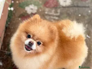 Pomeranian dogs 4 time Champion KC proven, 1,9kg 🏆 in Amersham - Advert 8