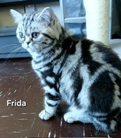 British Shorthair cats - Advert 3