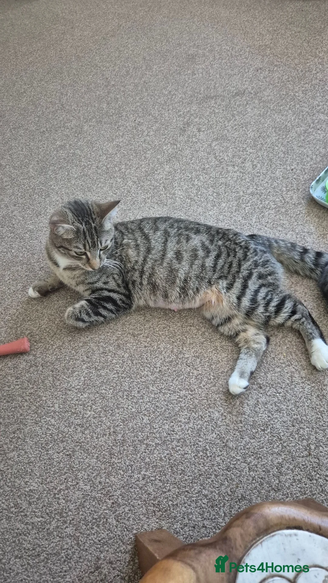 Mixed Breed cats for sale: Mum Bengal Mix - Advert 1