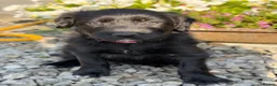 Bordoodle dogs for sale: Bordoodle Puppies Last Remaining Two ⭐ - Advert 8