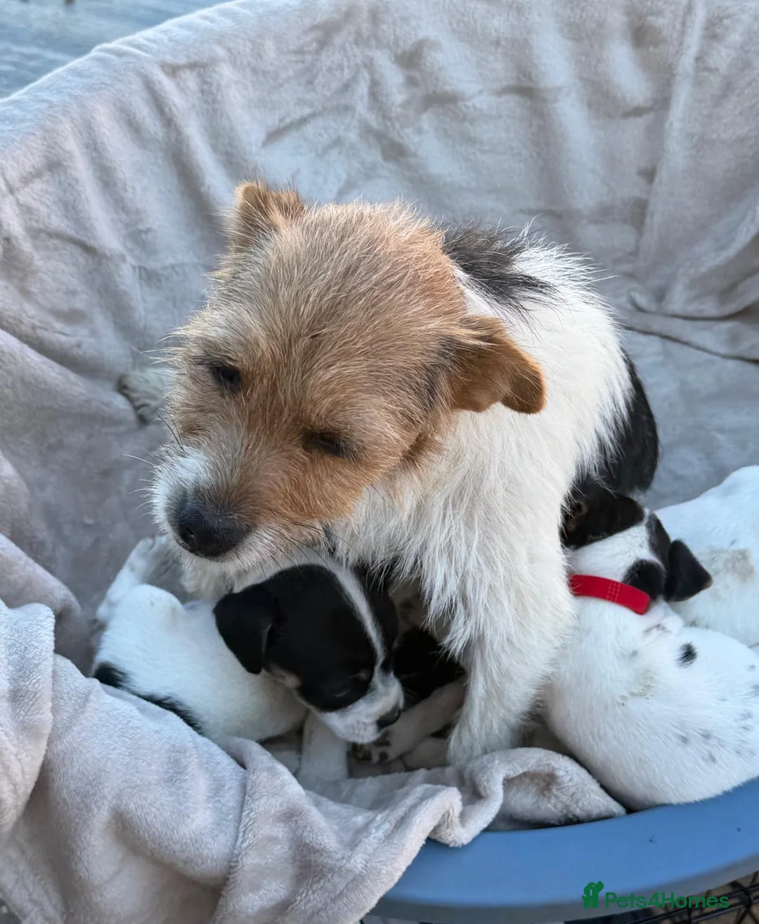Jack Russell dogs for sale: Beautiful jack Russell pups  - Advert 2