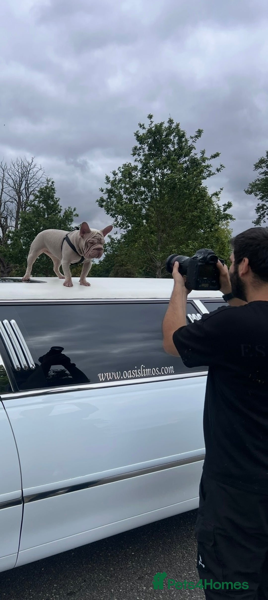 French Bulldog dogs for sale: Newshade Velvet Female Frenchie Pup - Advert 11